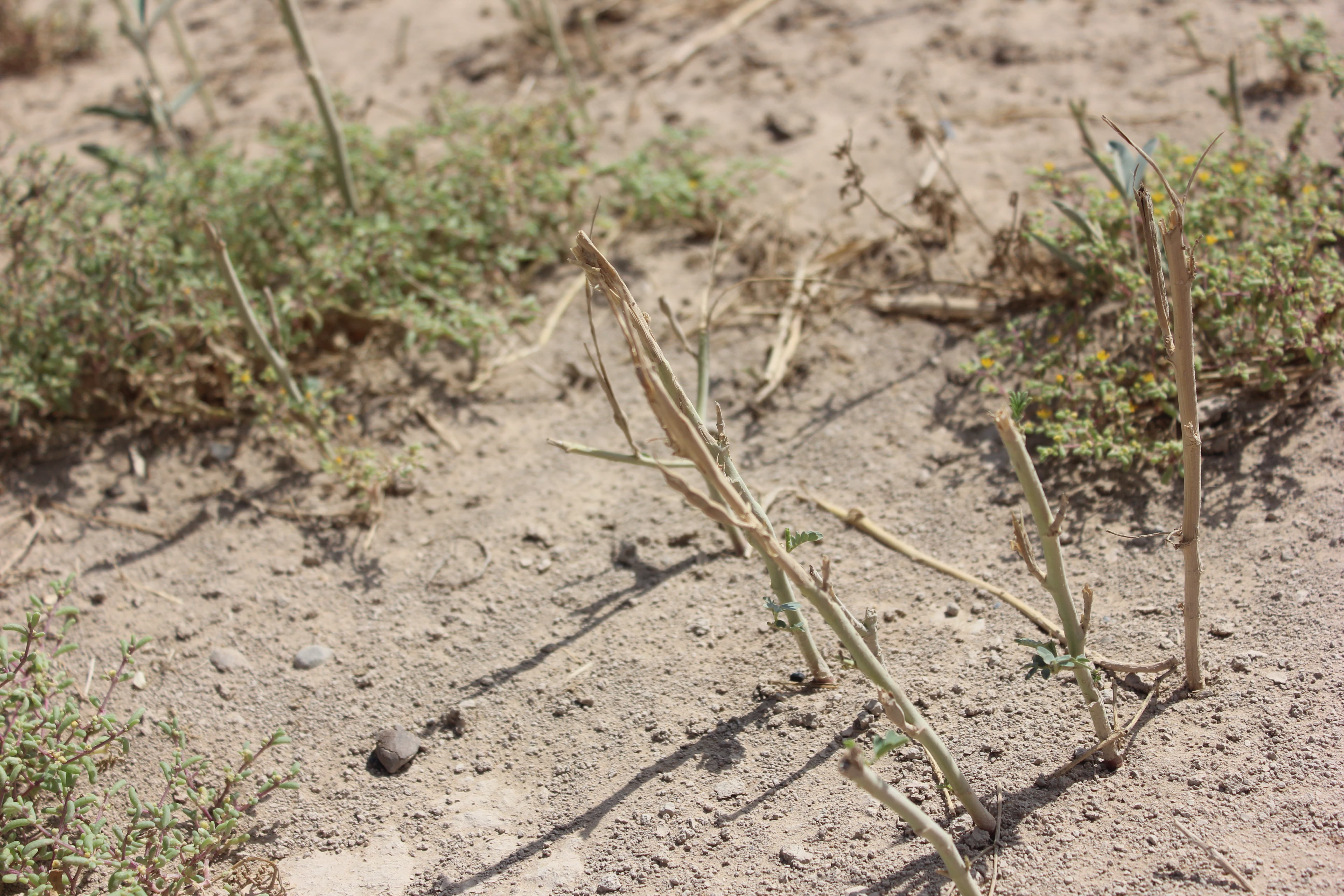 Plant Image